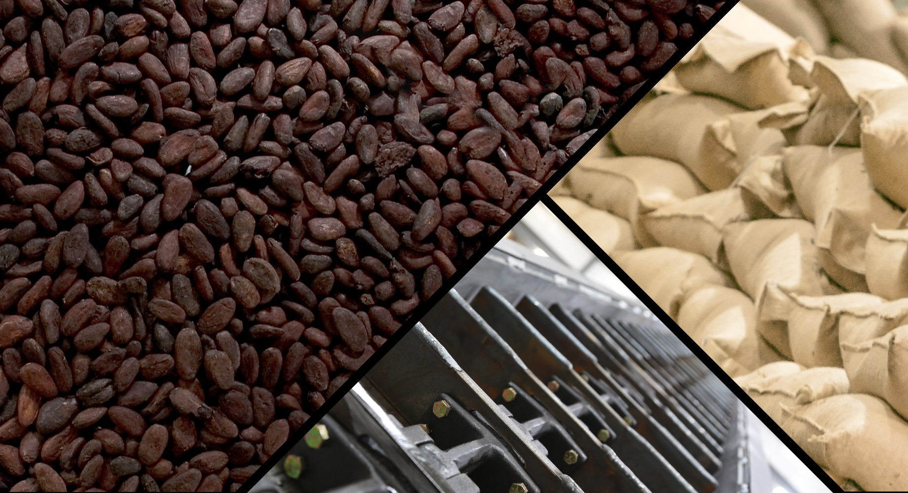 Cocoa beans and a conveyor for raw materials